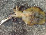 DSC00352.jpg