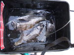 DSCF0331.JPG