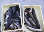 DSCF0332.JPG