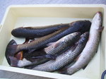 DSCF0333.JPG