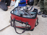 PA090114.jpg