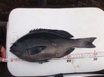 aP1030004.jpg