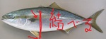 buri.jpg